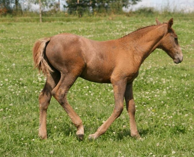  Cría de caballos rizados 